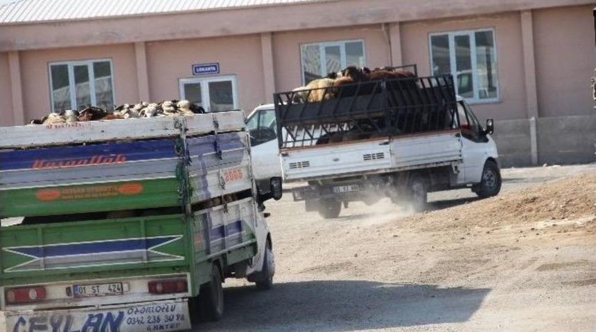 Iğdır&rsquo;dan Batı İllerine Kurbanlık Sevkiyatı