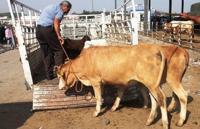 Iğdır’dan Batı İllerine Kurbanlık Sevkiyatı