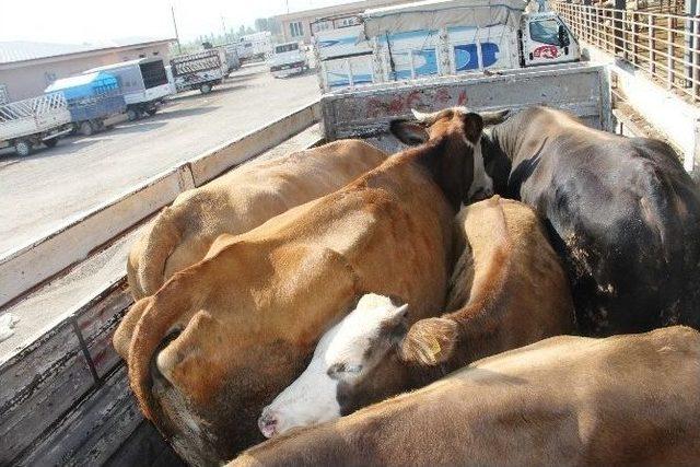 Iğdır’dan Batı İllerine Kurbanlık Sevkiyatı