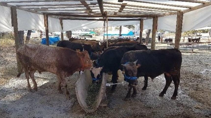 Manavgat Kurbanlık Pazarı Hareketleniyor