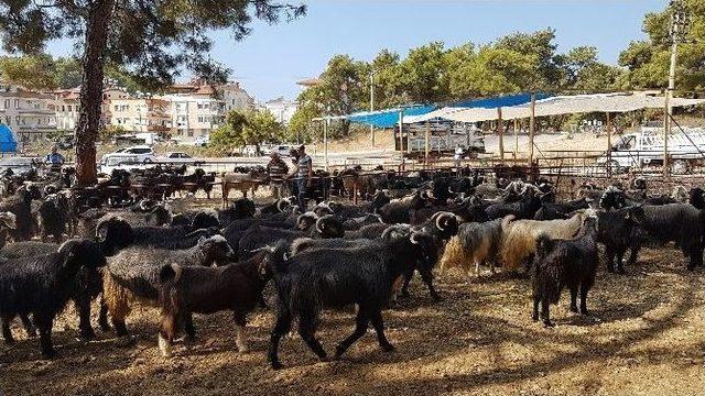 Manavgat Kurbanlık Pazarı Hareketleniyor