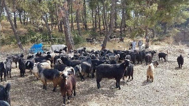 Manavgat Kurbanlık Pazarı Hareketleniyor