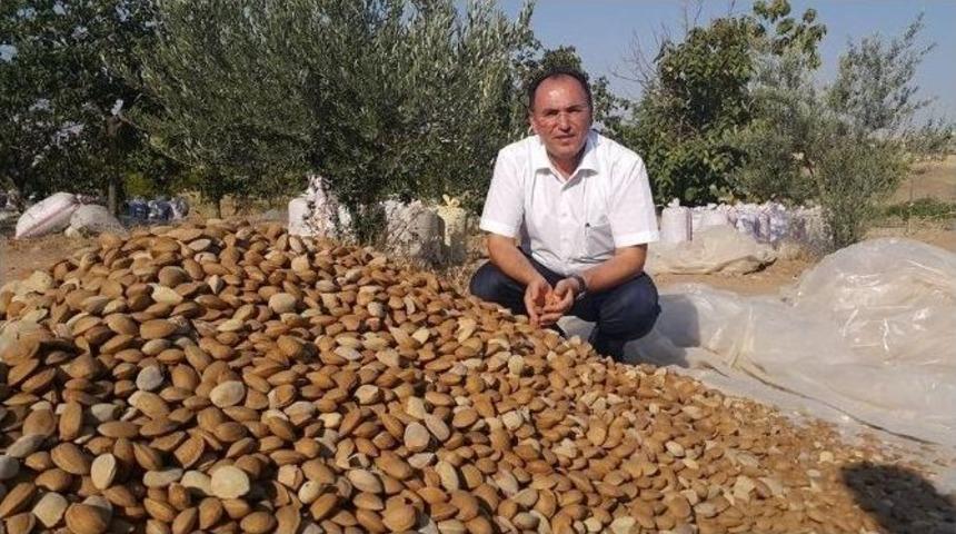Badem Diyarı Adıyaman&rsquo;da Hasat Başladı