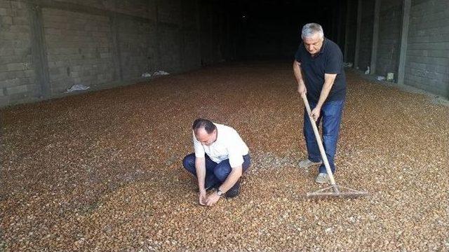 Badem Diyarı Adıyaman&rsquo;da Hasat Başladı 1