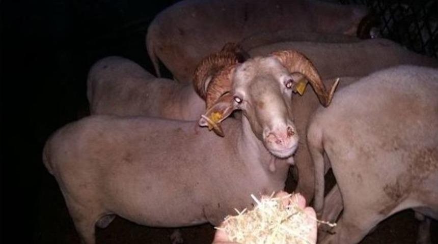 Sosyal Paylaşım Siteleri Sanal Hayvan Pazarına D&ouml;nd&uuml;