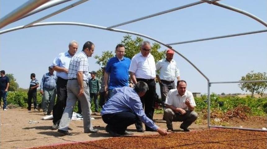 G&ouml;lbaşı İl&ccedil;esinde Bağ Bozumu Başladı