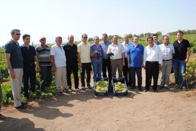 Gölbaşı İlçesinde Bağ Bozumu Başladı