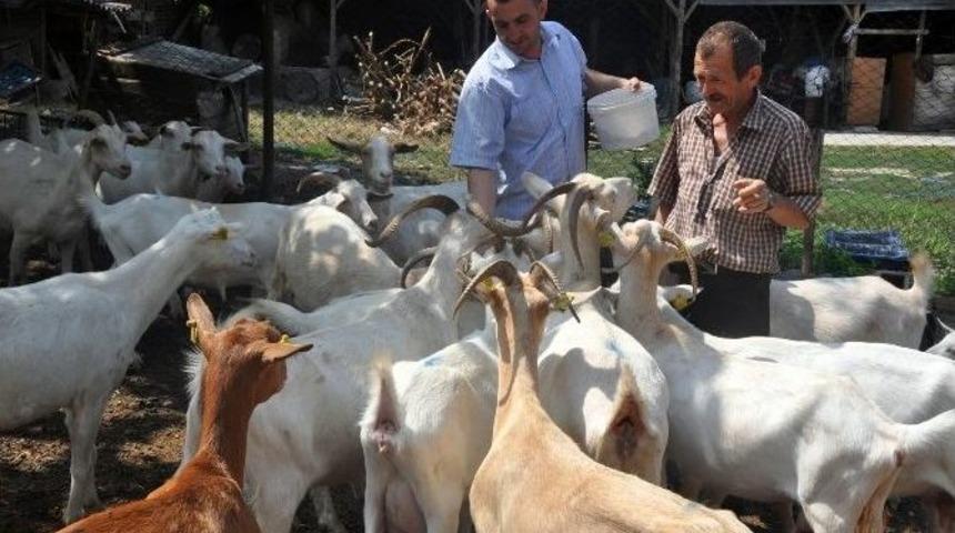 (&ouml;zel Haber) S&uuml;t Fabrikası Gibi Ke&ccedil;iler