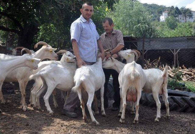 (özel Haber) Süt Fabrikası Gibi Keçiler