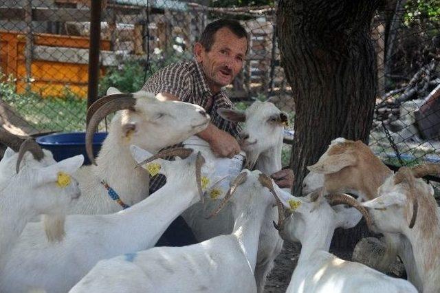 (özel Haber) Süt Fabrikası Gibi Keçiler