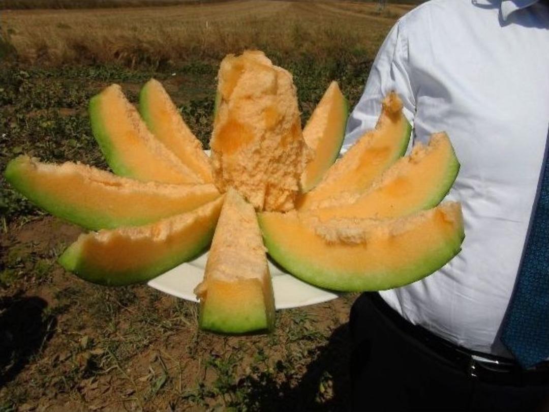 Yozgat&rsquo;ta Yetişen Muz Tadındaki Kavunun Hasadı Başladı