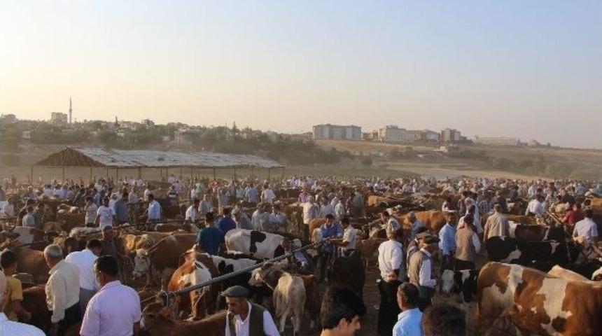 Hayvan Yetiştiricileri Hayvan Pazarına Bakım İstiyor