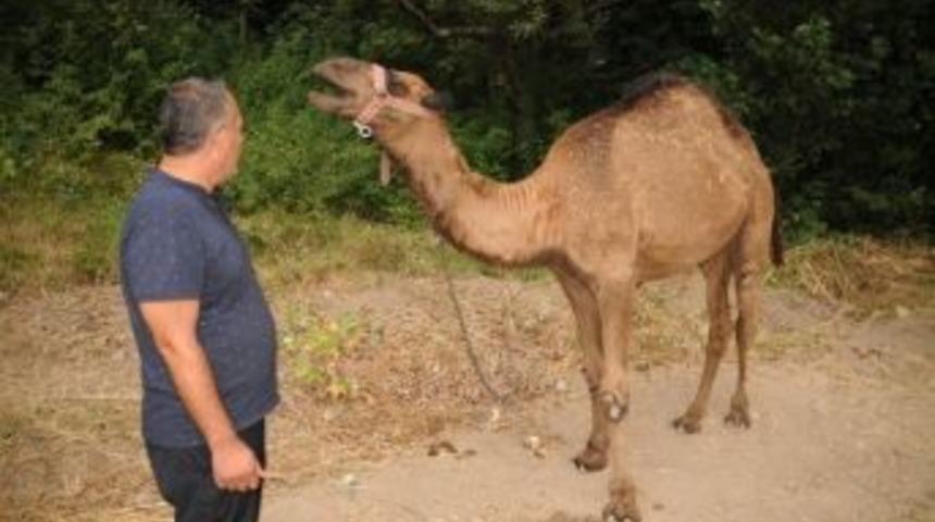 Kurbanlık &ldquo;aşık&rdquo;