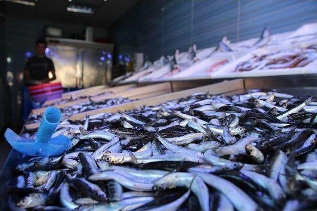 Bilecik’te Balık Sezonunun İlk Gününde Fiyatlar Cep Yaktı