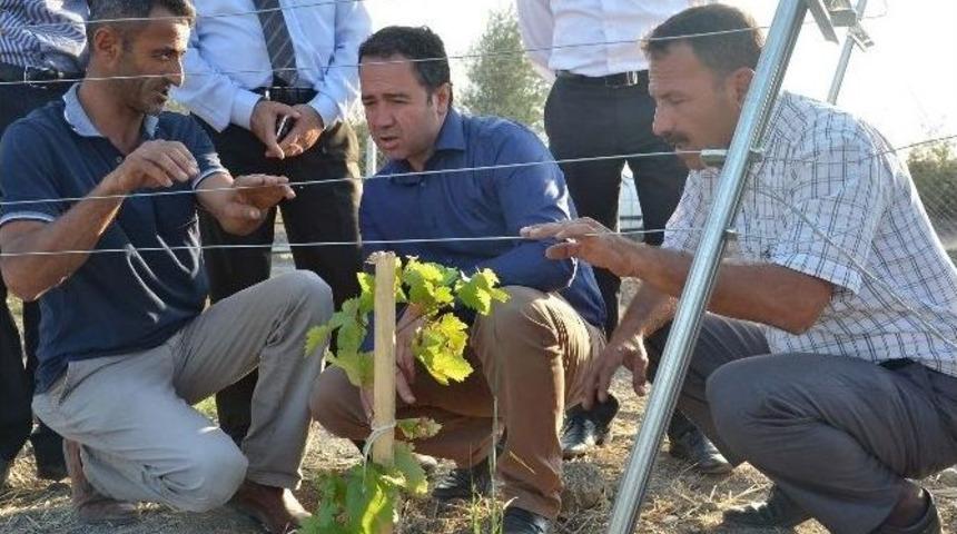 Par&ccedil;alı Tarım Arazileri İ&ccedil;in Bağcılık Fırsatı