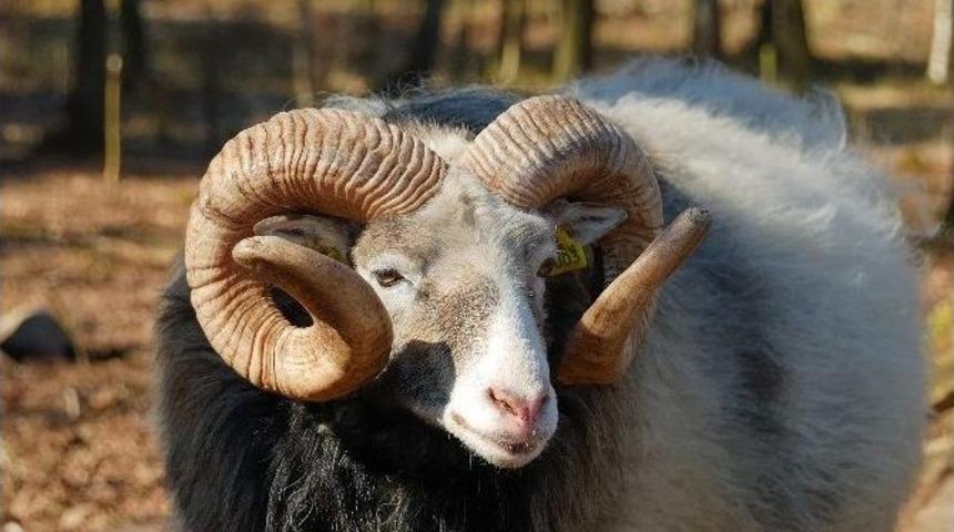 Tarım M&uuml;d&uuml;r&uuml; Bayram&rsquo;dan Kurbanlık Hayvan Uyarısı