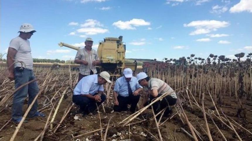 Sarıkoca, Ay&ccedil;i&ccedil;eği Hasadını Yerinde İnceledi