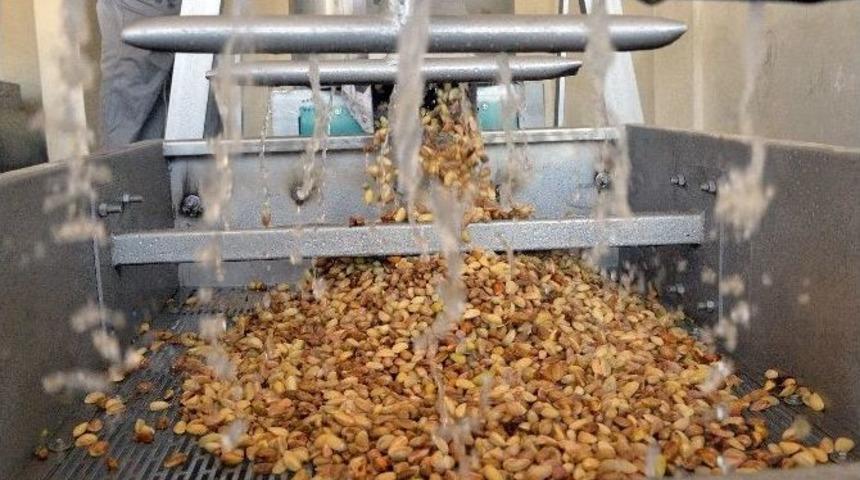 B&uuml;y&uuml;kşehir Belediyesi&rsquo;nden Antep Fıstığı &Uuml;reticisine Destek