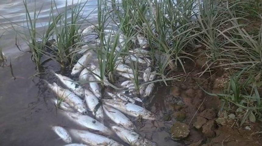 Kızılırmak&rsquo;taki Ş&uuml;pheli Balık &Ouml;l&uuml;mleri Devam Ediyor