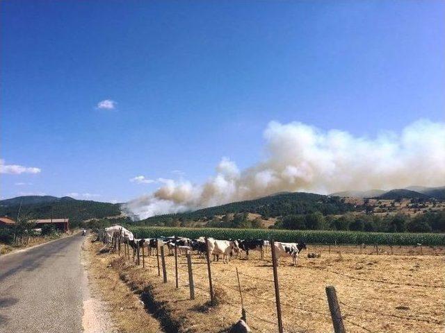 Biga’da Orman Yangını