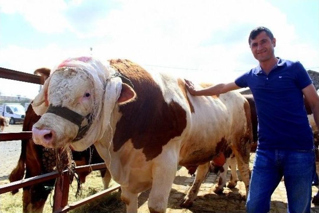 Kurban Pazarının En B&uuml;y&uuml;ğ&uuml; &lsquo;aslan&rsquo;