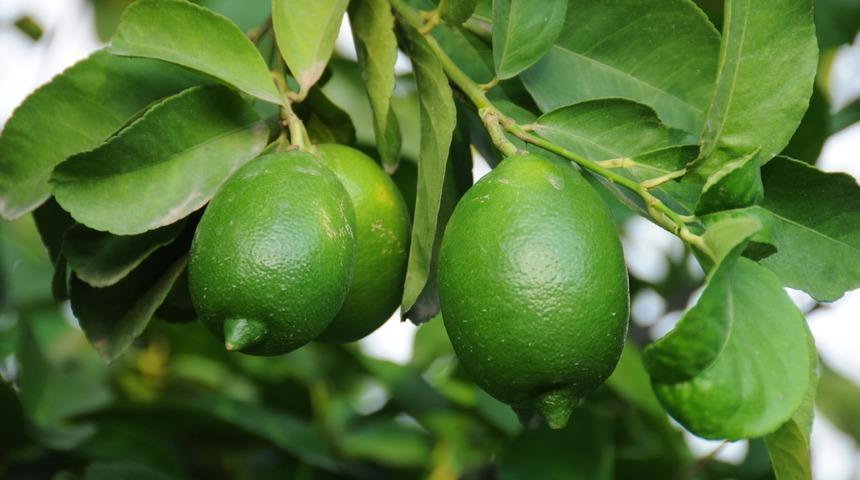 Limon fiyatları 2,5 TL'ye kadar düşecek