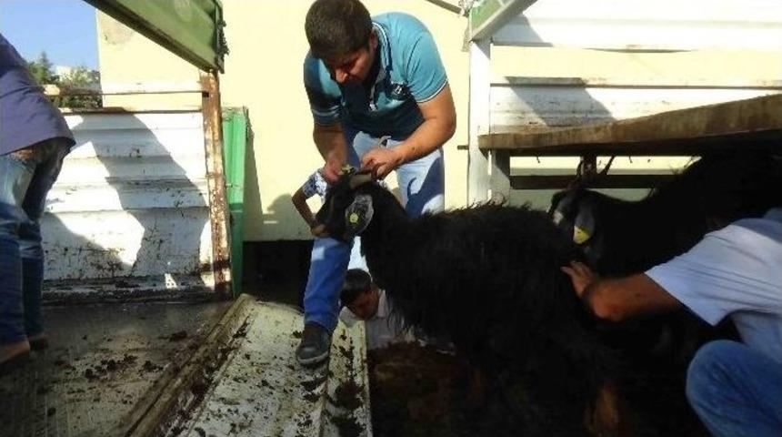 Kulp&rsquo;ta Gen&ccedil; &Ccedil;ift&ccedil;iye 40 Kıl Ke&ccedil;isi Verildi