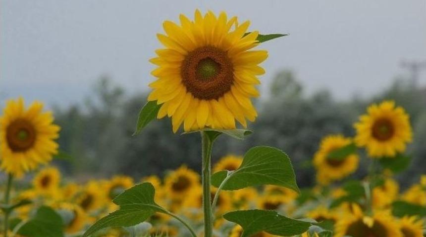 Karadenizbirlik&rsquo;ten Ay&ccedil;i&ccedil;eğine 1.58 Lira