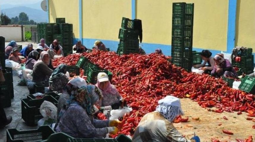 İneg&ouml;l&rsquo;den Hollanda&rsquo;ya Sal&ccedil;a İhracatı