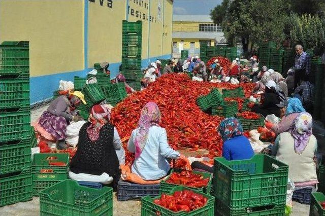 İnegöl’den Hollanda’ya Salça İhracatı