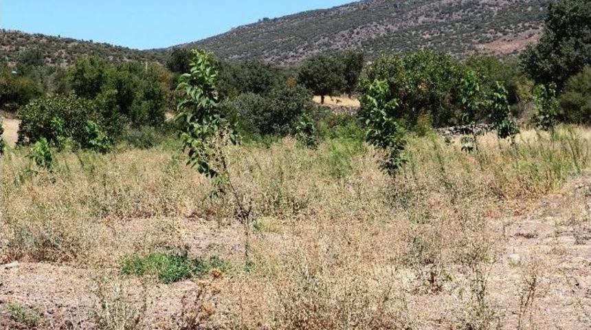 Ceviz &Uuml;reticisinin Y&uuml;z&uuml; G&uuml;lecek