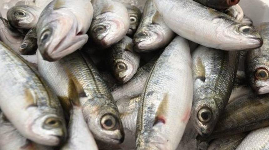 Av Yasağı Bitti, Balık Tezgahları Hareketlendi