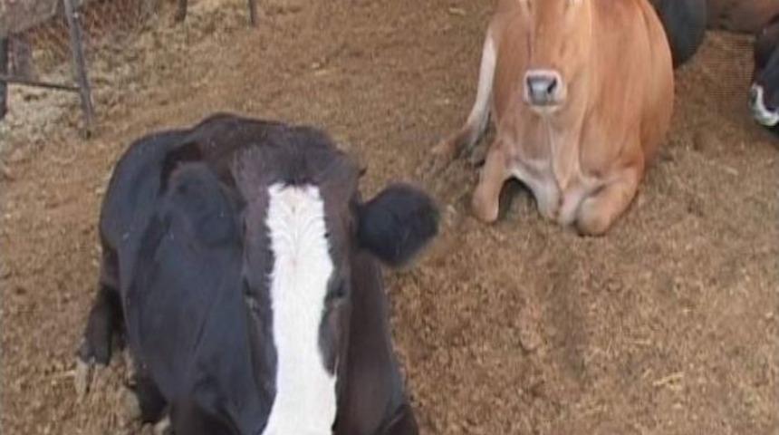 Kurban Satıcıları Satışlardan Memnun Değil