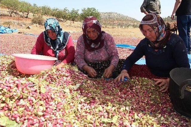 Antep Fıstığı Besni İlçesinin Ekonomide Can Damarı