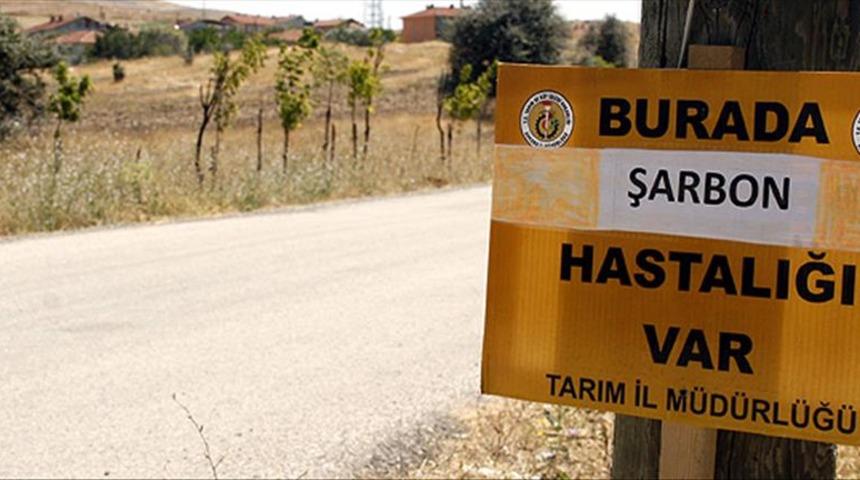 Şarbon nedir, nasıl bulaşır, nasıl korunulur? Şarbon hastalığı belirtileri nelerdir? Şarbonlu et nasıl anlaşılır?