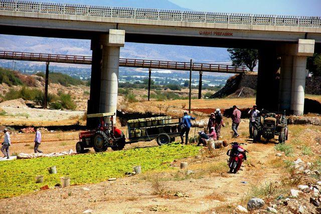 Tariş, kuru üzüm avans fiyatlarını açıkladı