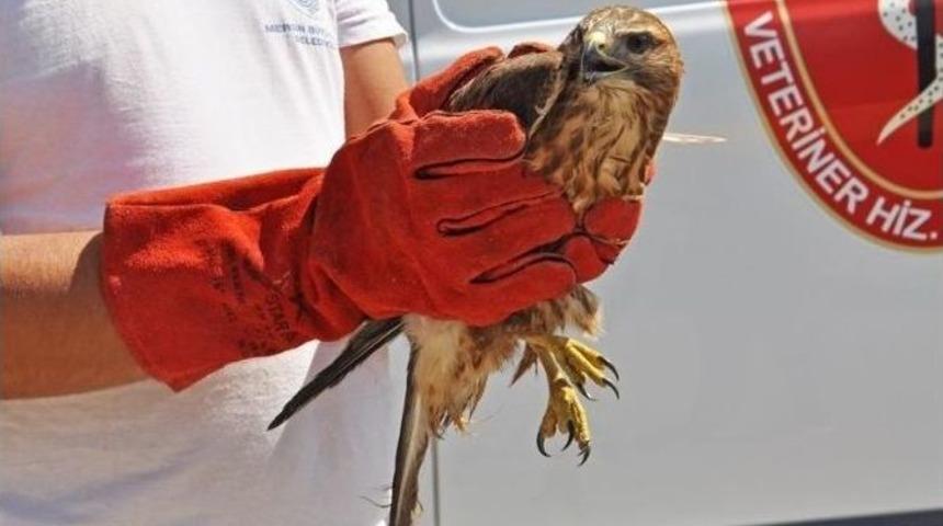 Yaralı Şahinin İmdadına Veteriner, Hayvan Ambulansı İle Yetişti