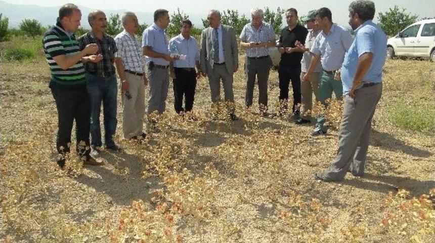 Ak&ccedil;adağ&rsquo;da Aspir Tarla G&uuml;n&uuml; Yapıldı