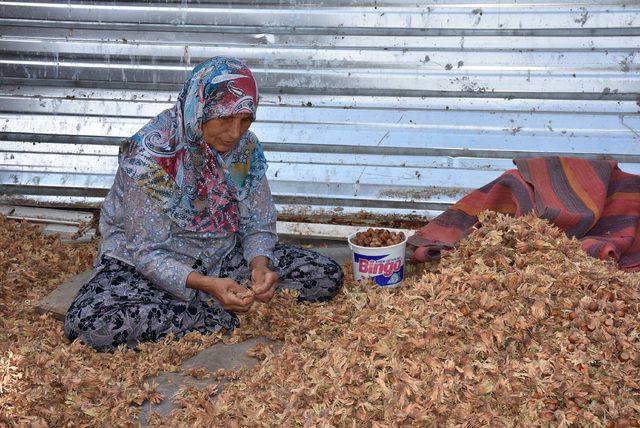 Kepsut fındığı, Karadeniz'e rakip oldu