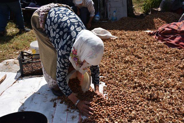 Kepsut fındığı, Karadeniz'e rakip oldu