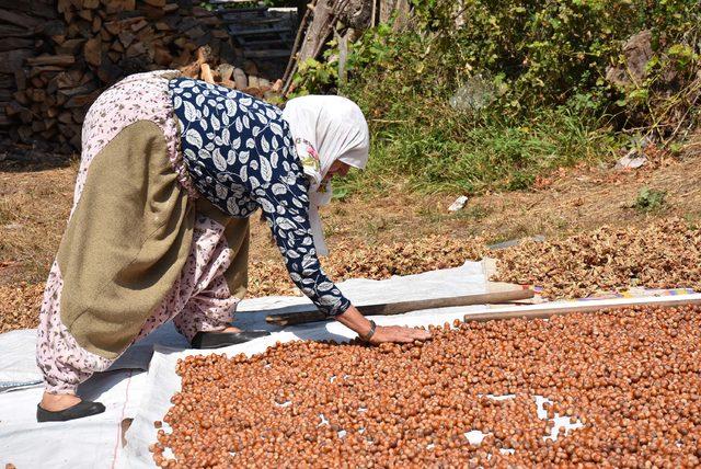 Kepsut fındığı, Karadeniz'e rakip oldu