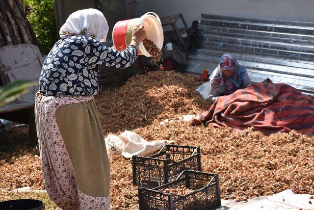 Kepsut fındığı, Karadeniz'e rakip oldu