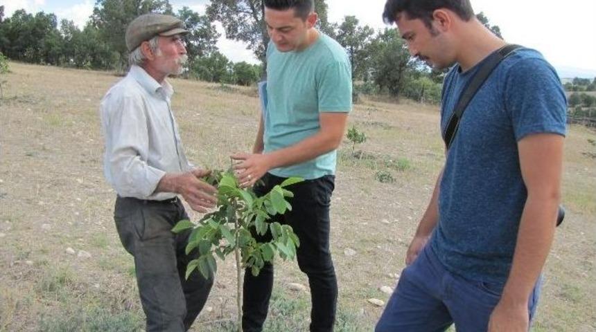 &Ccedil;ift&ccedil;ilere Dağıtılan Ceviz Fidanlarının Takibi Yapılıyor