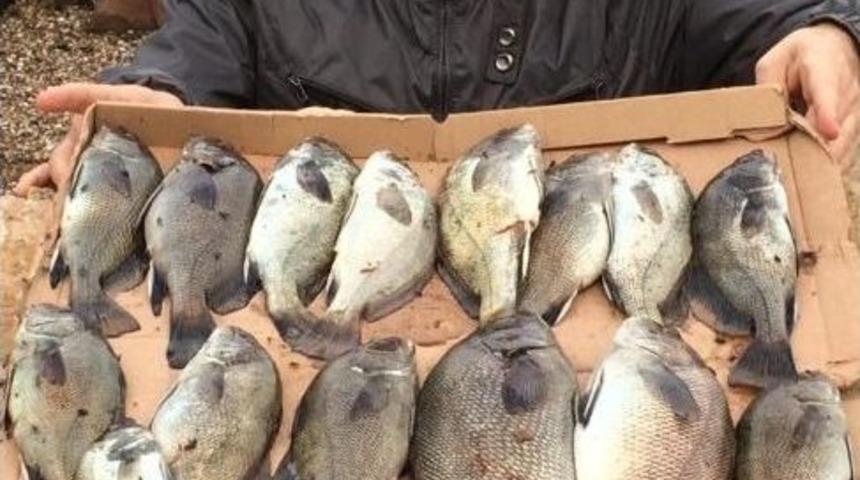 Amat&ouml;r Balık&ccedil;ıların Balık Keyfi