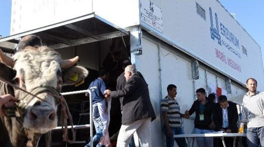 B&uuml;y&uuml;kşehir Kurban Bayramına Hazır