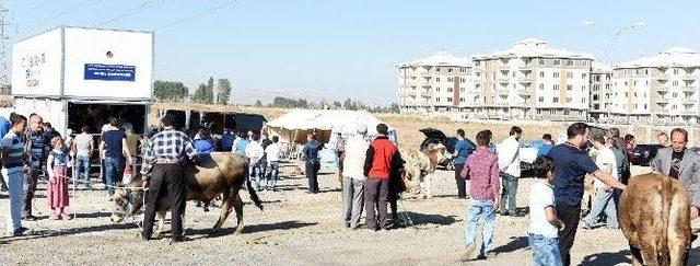 Büyükşehir Kurban Bayramına Hazır