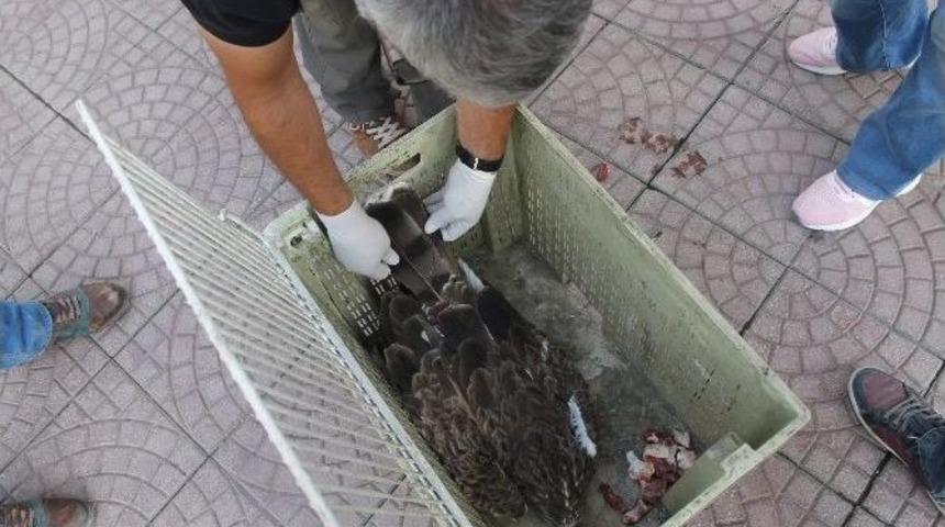 Elektriğe Kapılan Yılan Kartalı Tedavi Altına Alındı