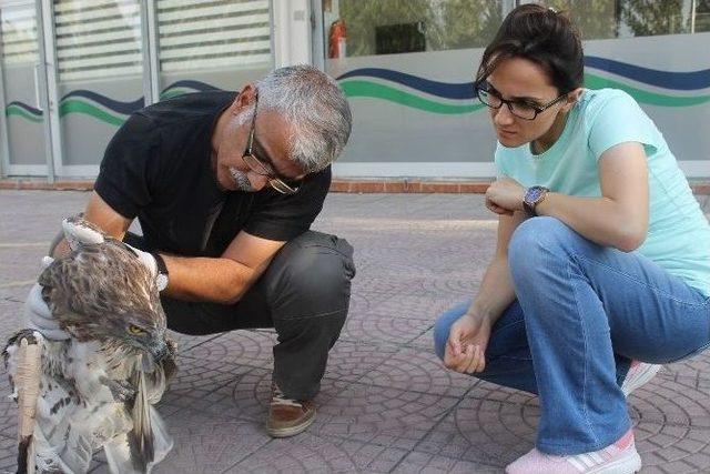 Elektriğe Kapılan Yılan Kartalı Tedavi Altına Alındı