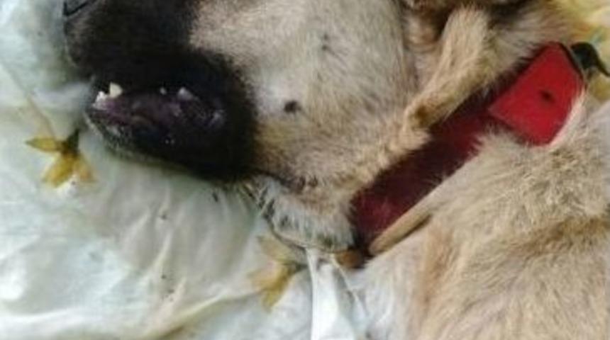 Zehirlenen K&ouml;pek Acı İ&ccedil;inde &Ouml;ld&uuml;