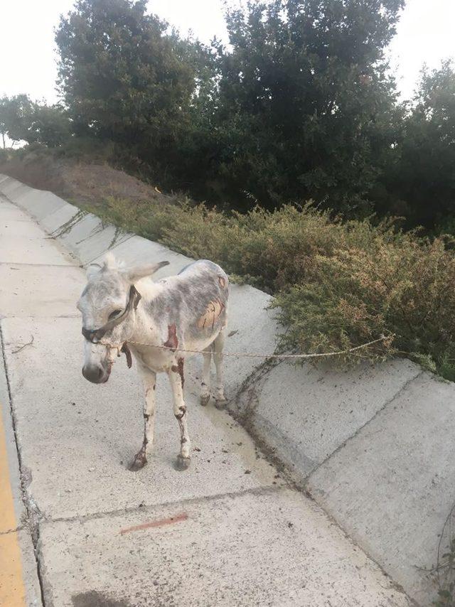 Yaralı eşeğe sahip çıktılar